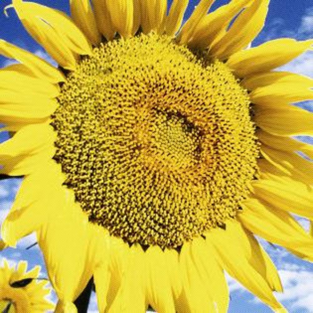 Meet your Posher, Hadijah